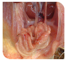 Bursal haemorrhages and enlargement